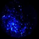 M33