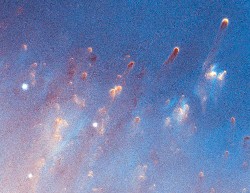 NGC7293